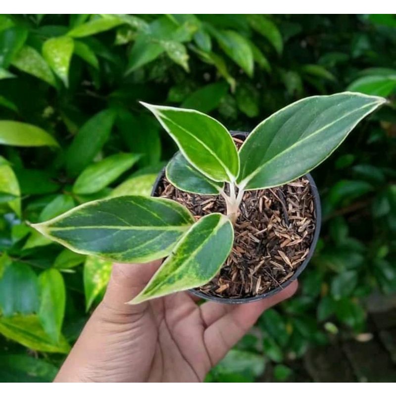 aglonema lipstik white / aglonema lipstik putih