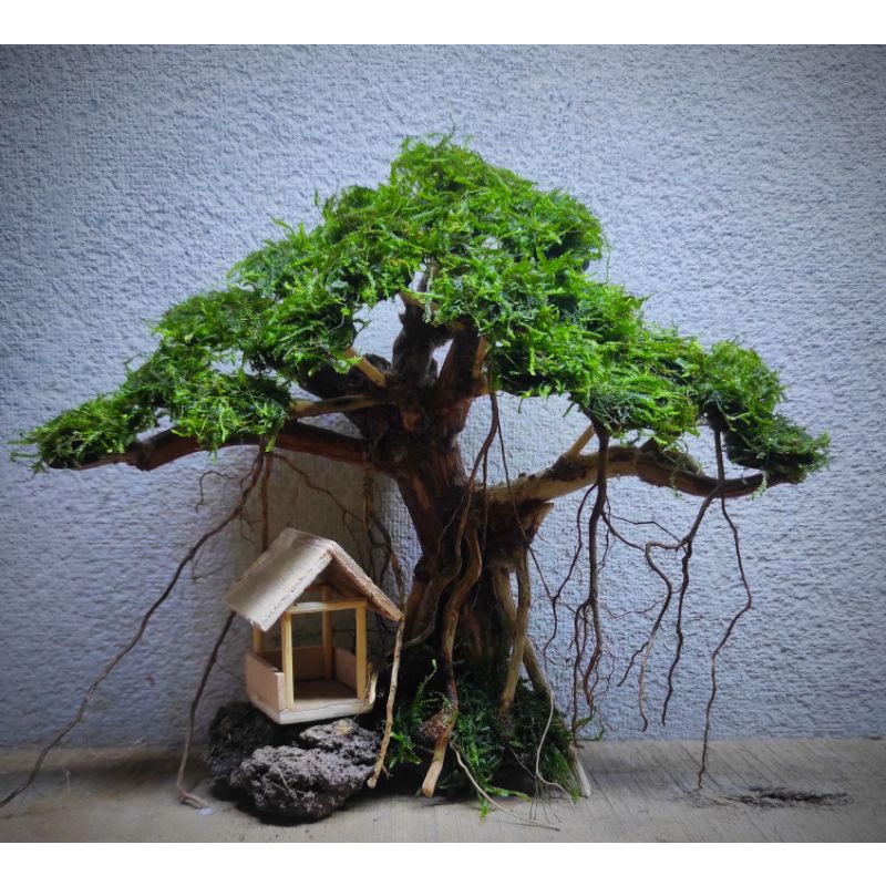 bonsai aquascape, rumah pohon siap pakai p20 cm