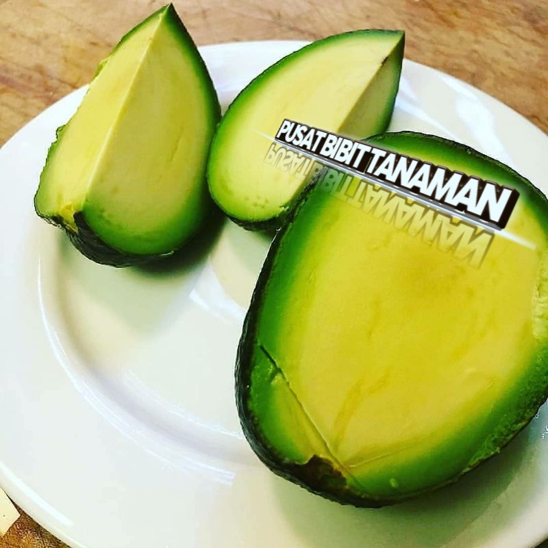 BIBIT ALPUKAT TANPA BIJI