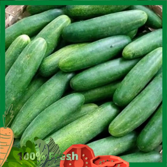 

timun segar fresh 1kg