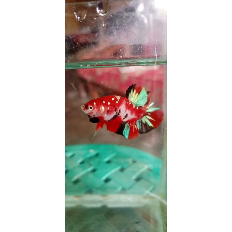 nemo multi, nemo galaxy