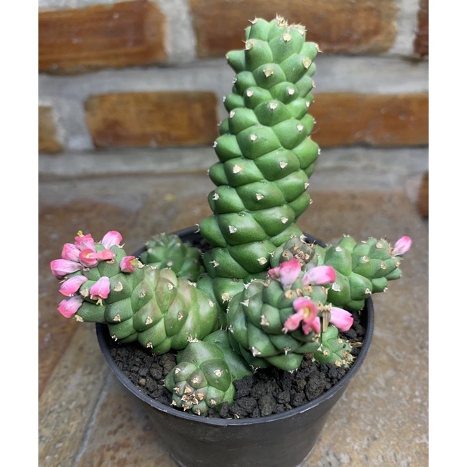 Euphorbia Monadenium ritchiei kaktus, sekulen tanaman hias