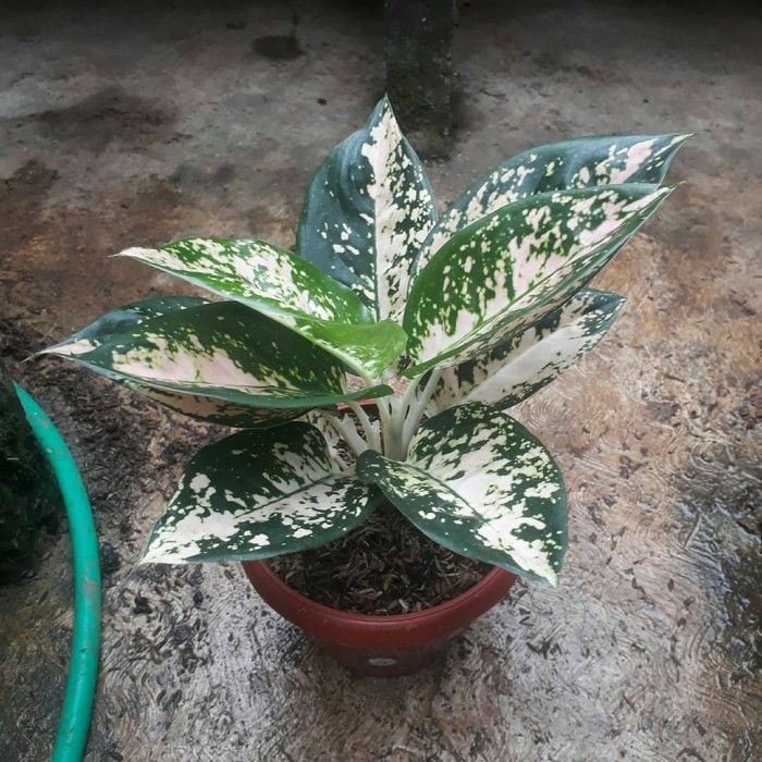 bonggol aglonema suksom white
