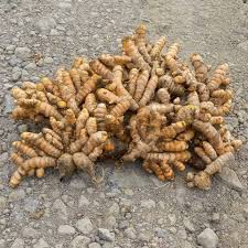 

Kunyit super bumbu mentah koneng kunyit bumbu 250 gram