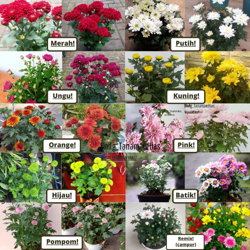 PAKET 5 POHON 5 WARNA! BUNGA KRISAN SERUNI ASTER GRADE SUPER | COD | TERMURAH!