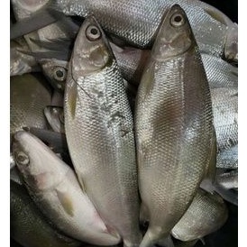 

IKAN BANDENG LAUT SUPER 1 KG