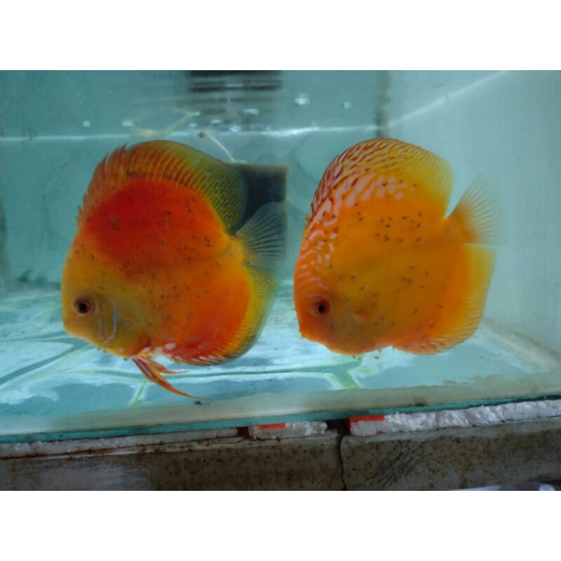 anakan ikan discus pigen malboro 2cm