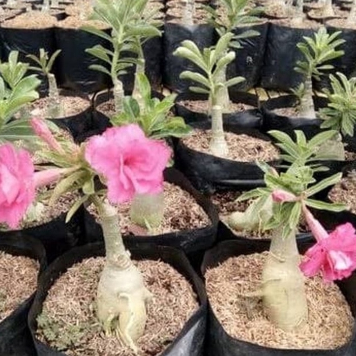 

bibit bunga adenium