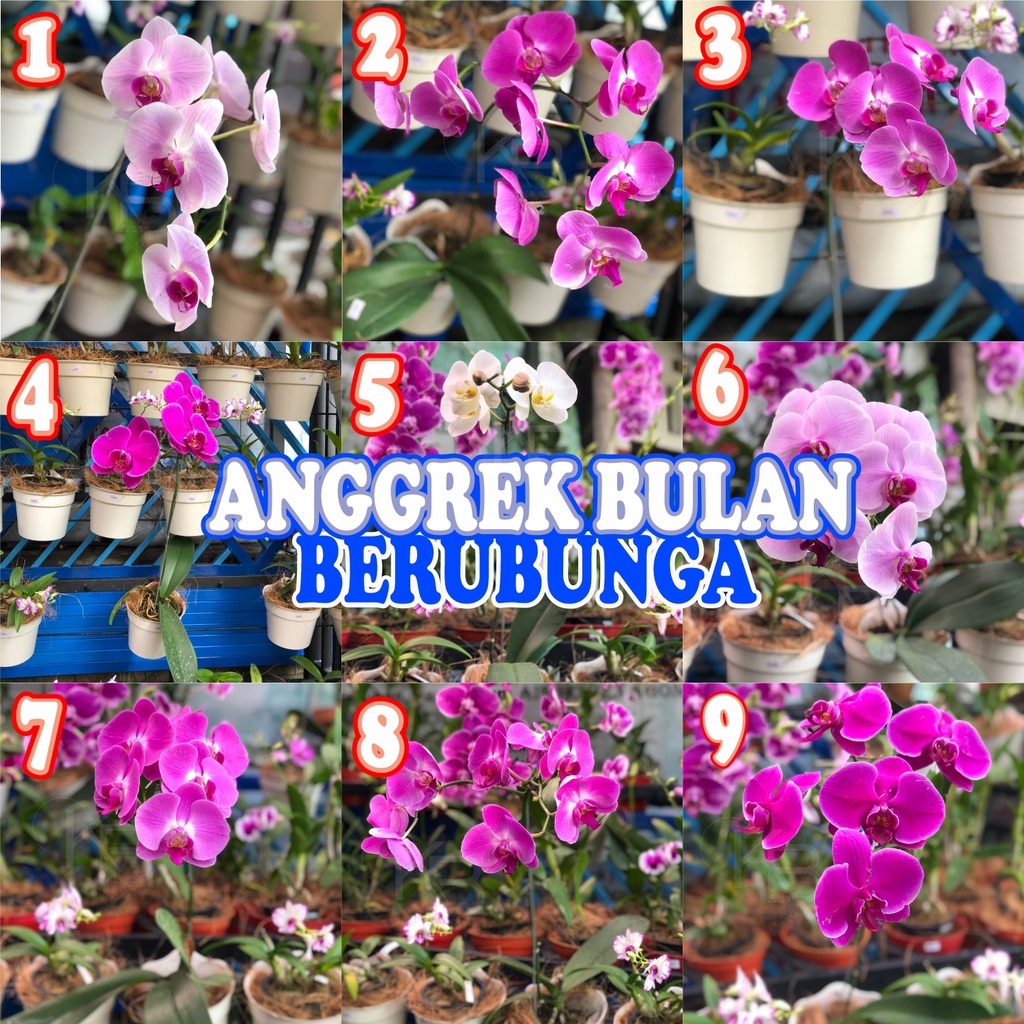 ANGGREK BULAN DEWASA BERBUNGA - ANGGREK BULAN - ANGGREK BERBUNGA - ANGGREK MURAH - Seedling Anggrek