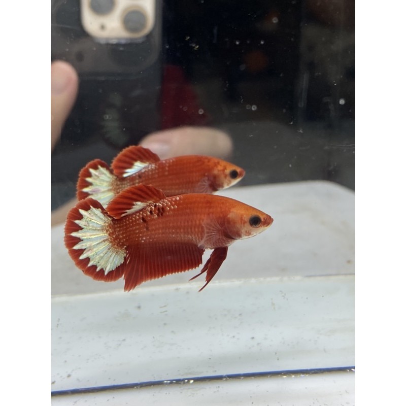 Cupang female FCCP line Vietnam FCCP9