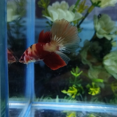 IKAN CUPANG HM NEMO COPPER BAHAN