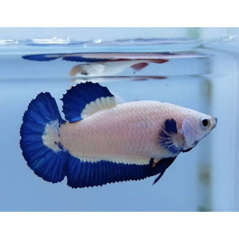 

IKAN CUPANG BLUE RIM IMPORT THAILAND - BETINA