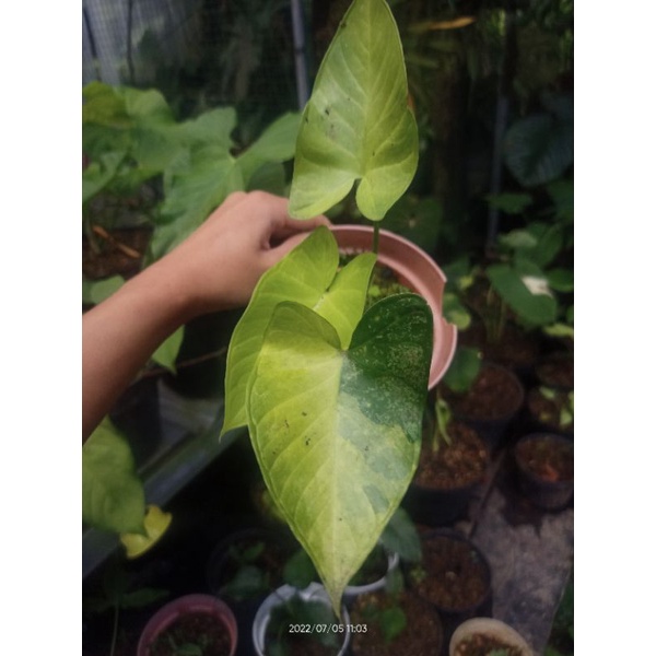 Xanthosoma Variegata Aurea