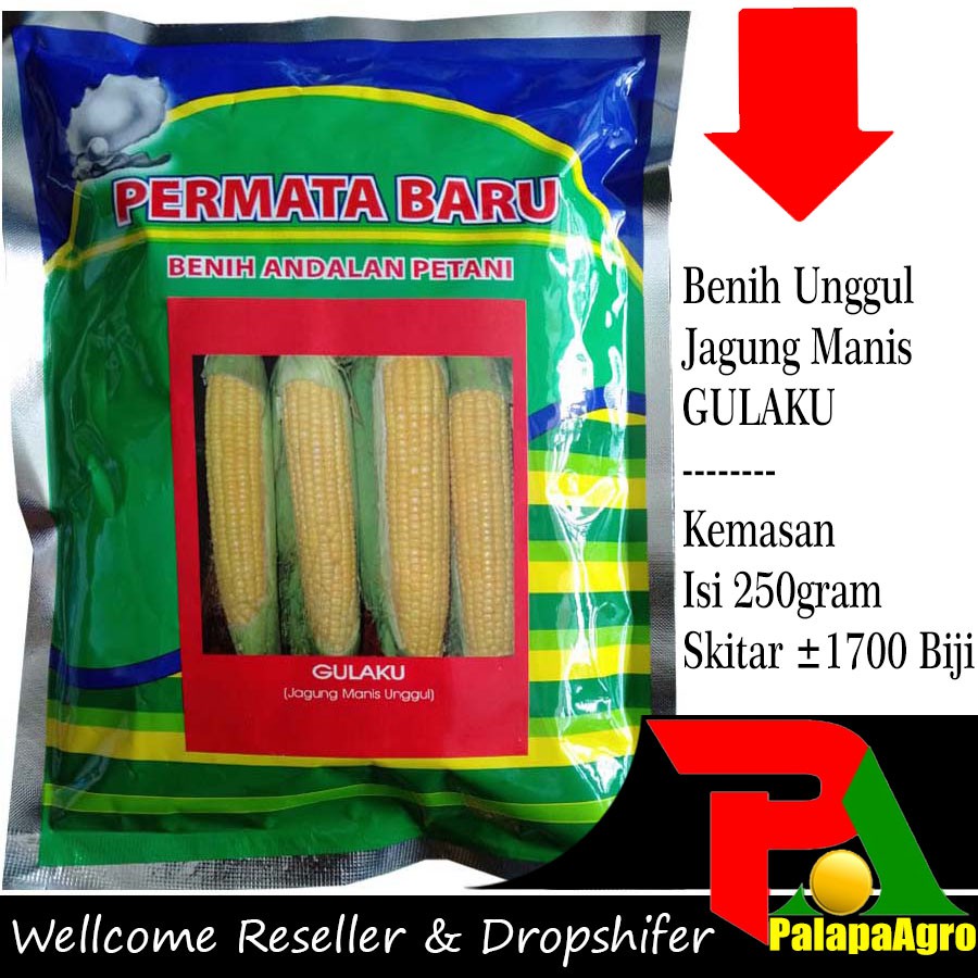 JAGUNG MANIS - BENIH UNGGUL JAGUNG MANIS GULAKU 250GRAM - BIBIT JAGUNG MANIS SUPER
