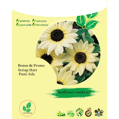 Jual Biji Benih Bunga Matahari Sunflower Vanila Ice Promo Biji Benih Frees Dapat Bonus