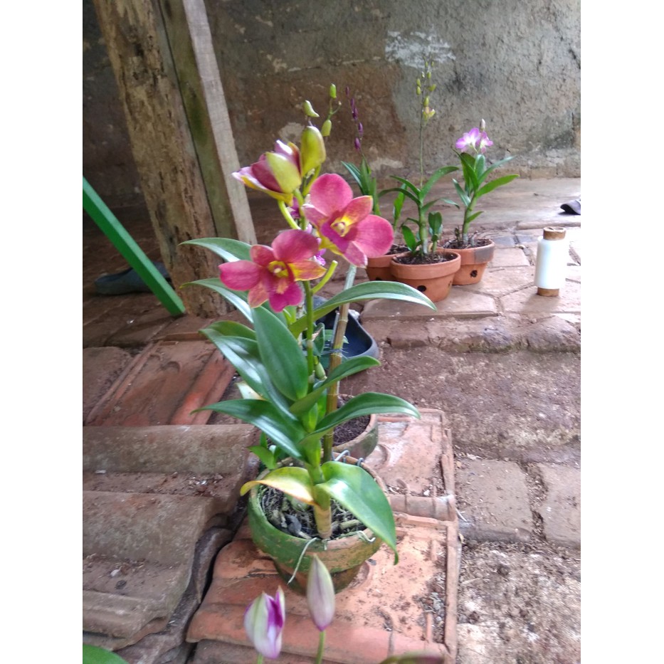 tanaman hias angrek -pohon angrek