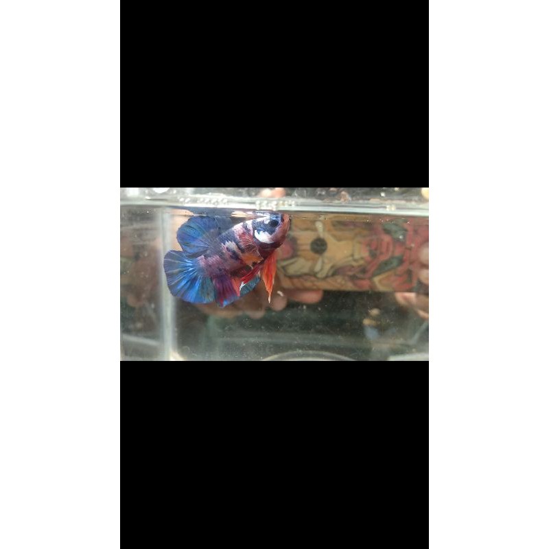 Cupang Multicolor Top Grade.