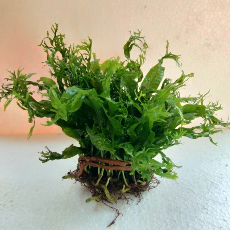 1 Ikat Kadaka Windelove Tanaman Aquascape - Kadaka Windelov Tanaman Aquarium - Tanaman Air Akuarium