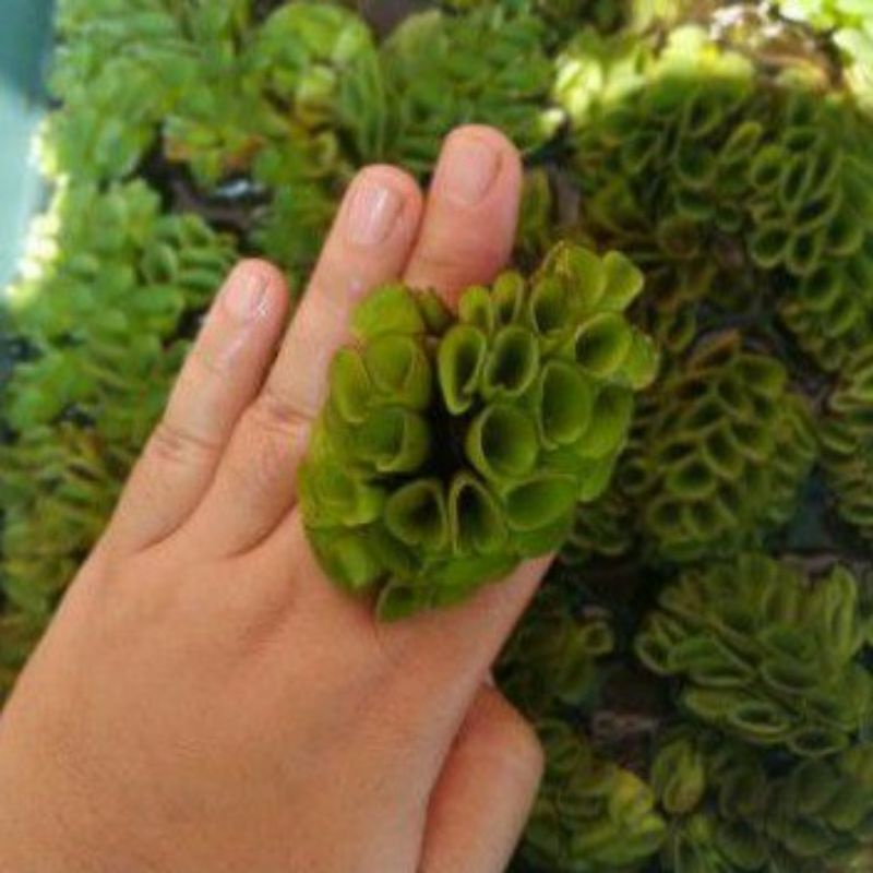 Tanaman Air / Tanaman Apung Salvinia Molesta