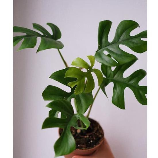 Monstera Minima - Tanaman Hias Monstera Rhaphidophora Minima