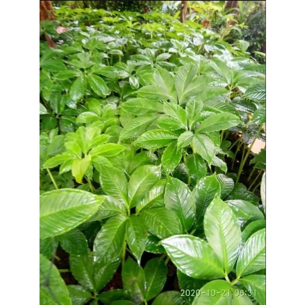 BIBIT PORANG SIAP TANAM | POHON PORANG (30-40cm) per 10Bibit+Bonus