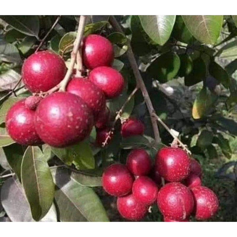 paket 3bibit kelengkeng merah