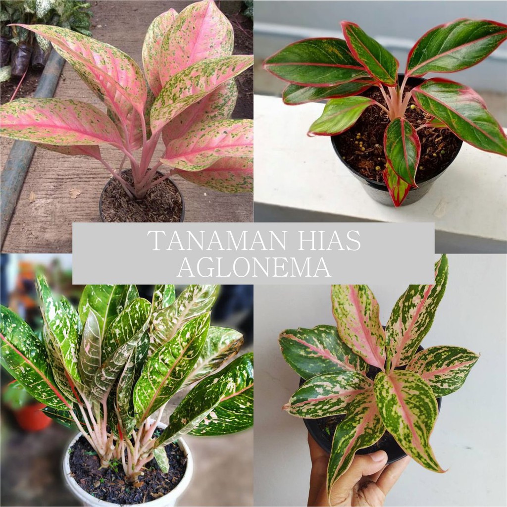 TANAMAN HIAS AGLONEMA  MURAH KUALITAS BAGUS DAUN BESAR 4 6 
