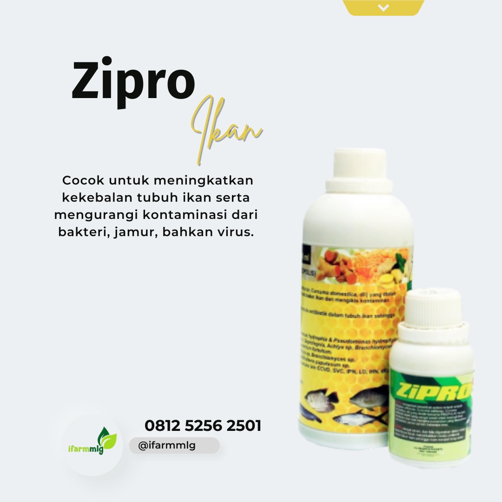 Jual Zipro Ikan Kemasan 500ml Antibiotik Untuk Meningkatkan Kekebalan