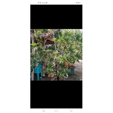 Bibit Sawo jumbo Sudah Berbuah