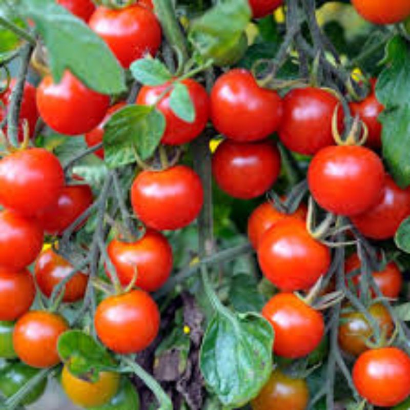 bibit pohon tomat Cherry/pohon tanaman tomat cherry