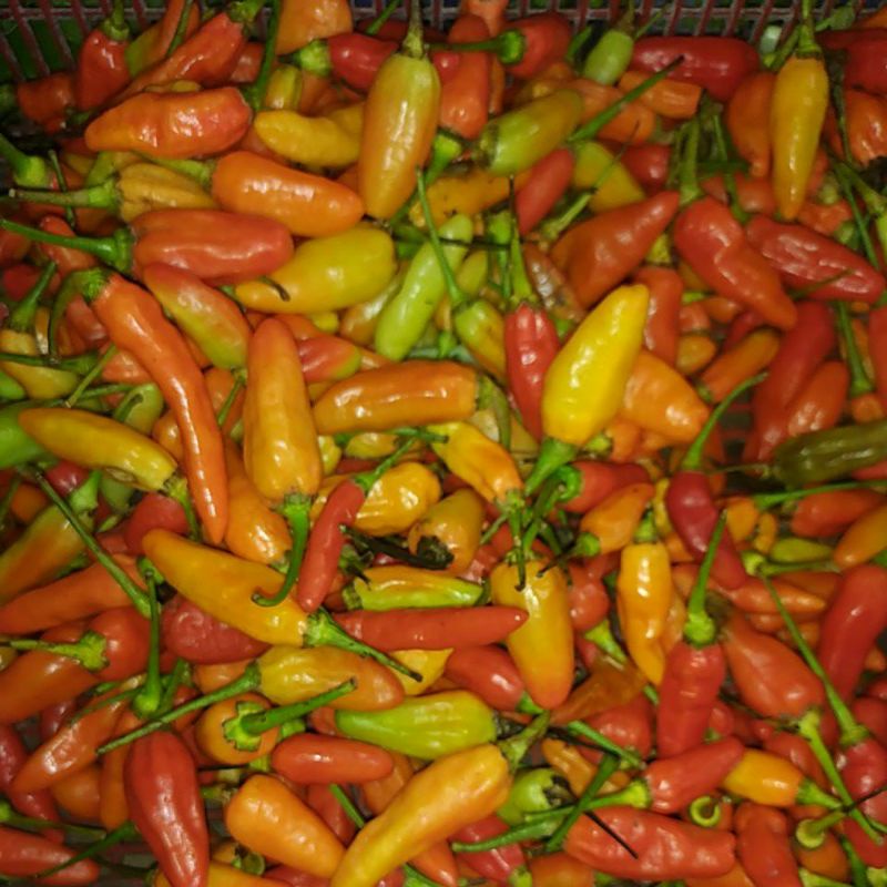 

cabe rawit merah