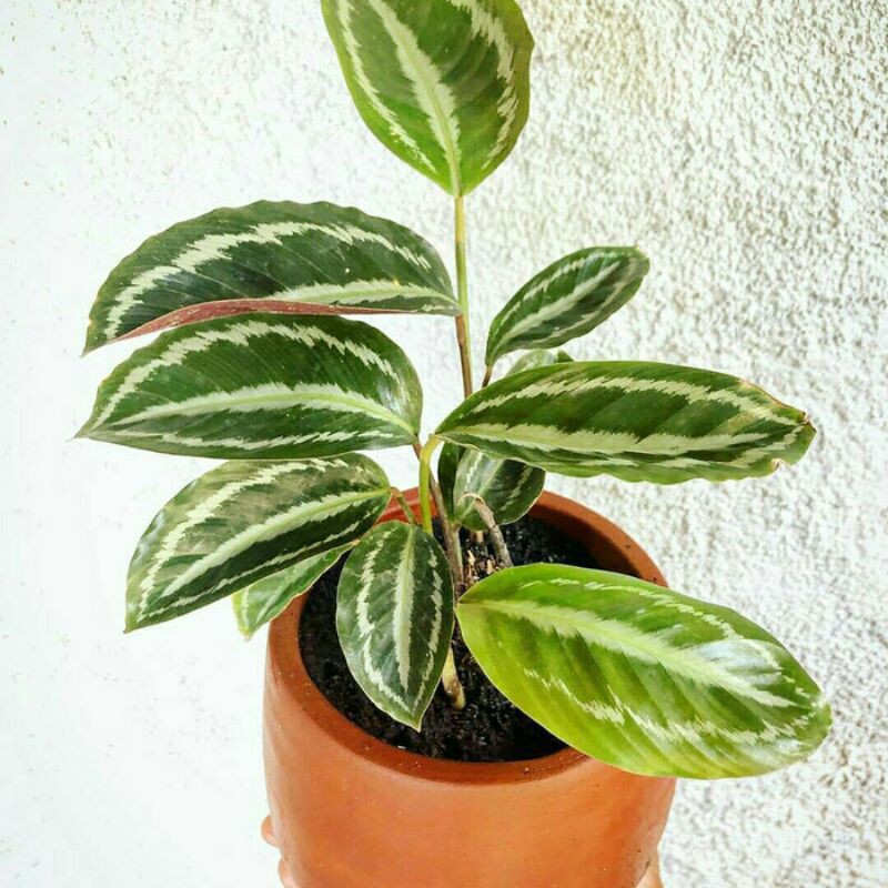 Tanaman hias calathea silver black murah