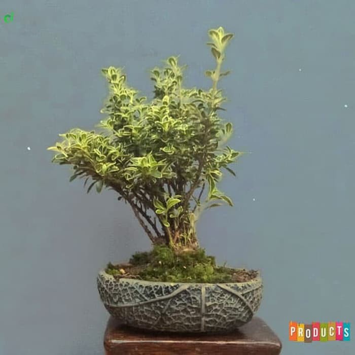 Tanaman Hingkip Mirten Serissa Foetida Variegata Shopee Indonesia