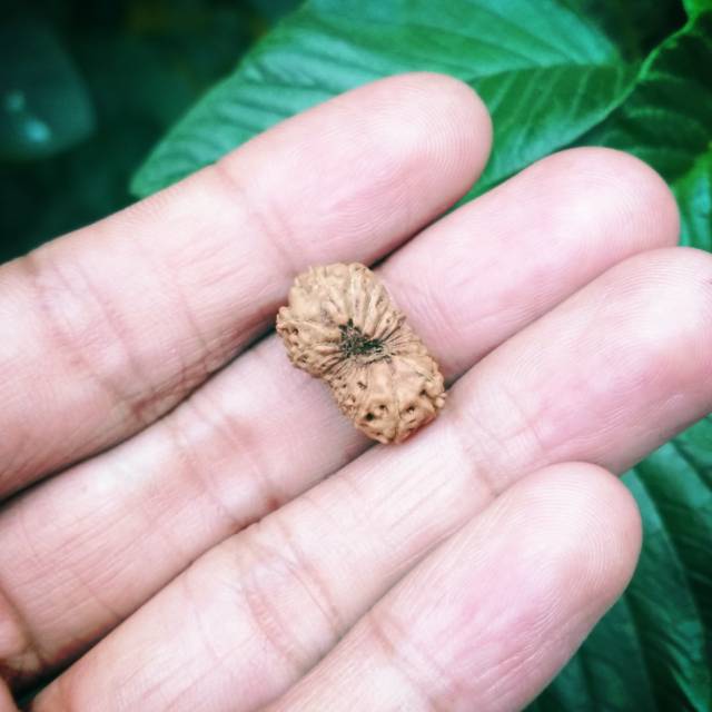 Liontin Genitri Mukhi 19 D17,15x10,55 Jenitri Rudraksha 19 Mukhi Langka