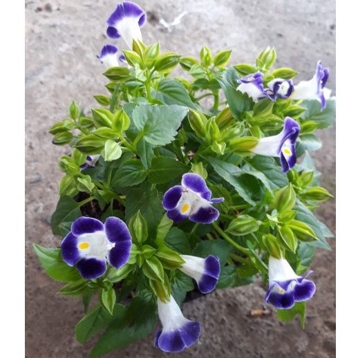 Tanaman hias - Bunga Torenia (Mata Kucing) Biru