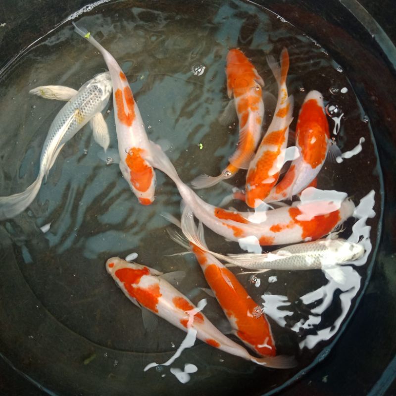 Koi Kohaku Sanke Size 15cm