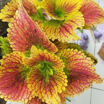 Bara asmara / miana sultan jombang