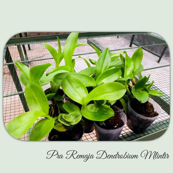 tanaman Anggrek Dendrobium Seedling bibit