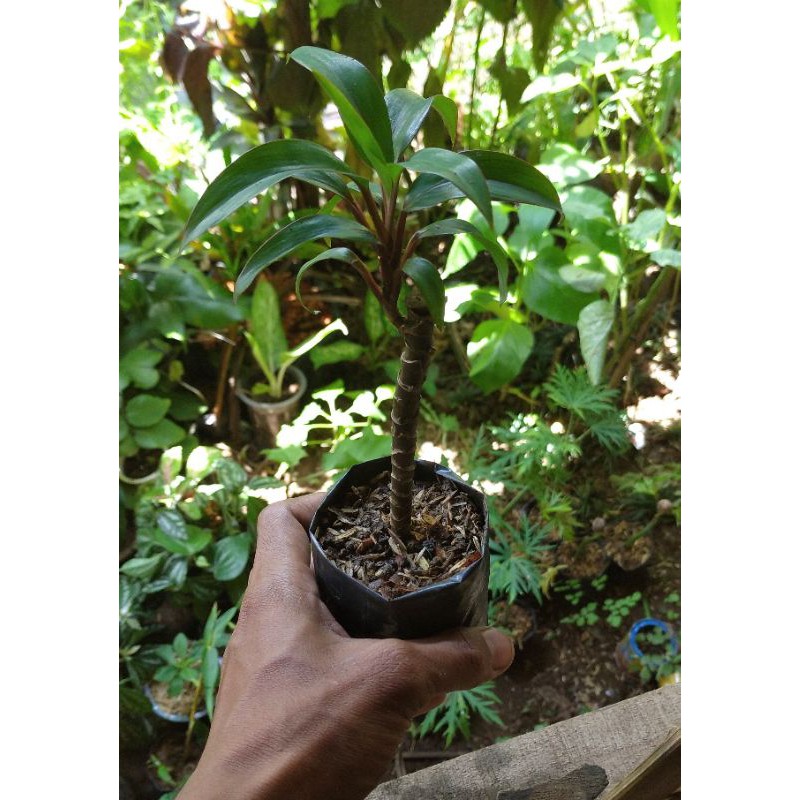 stek bibit hanjuang mini hanjuang merah mini tanaman hias