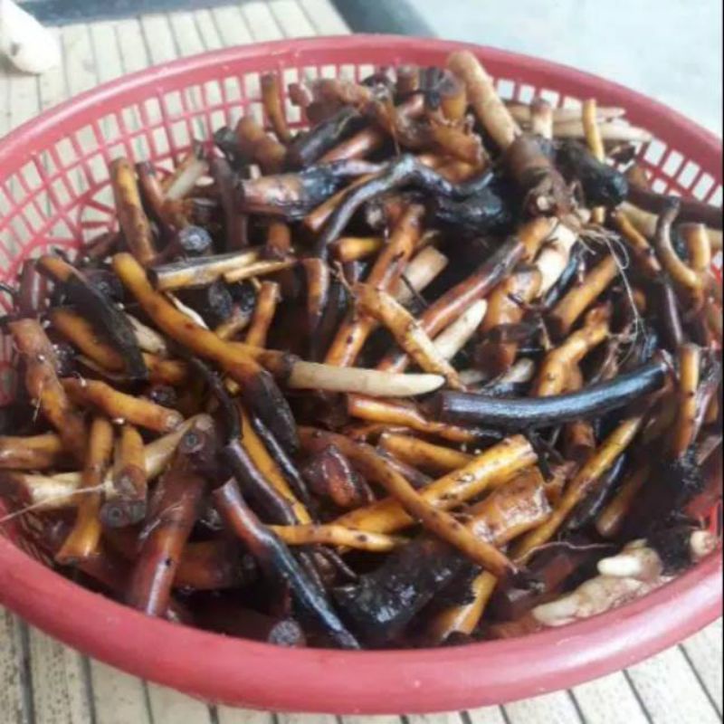 

Akar Aren Akar Kawung Segar 500 Gram