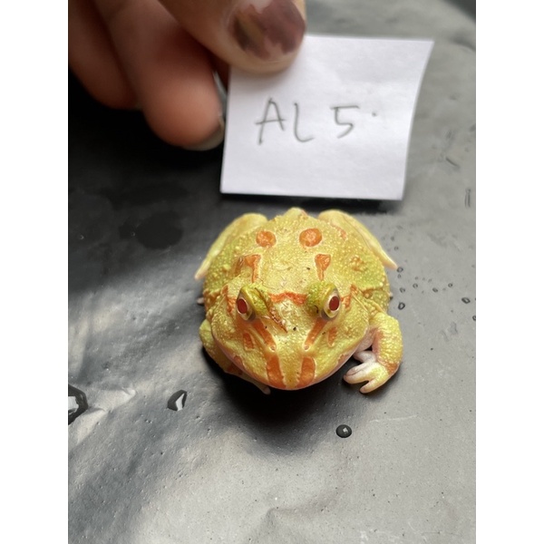 Kodok Pacman Albino Frog AL5
