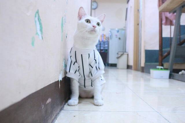 Kaos strip putih hitam lengan panjang untuk kucing dan anjing / baju kucing murah size S M L XL