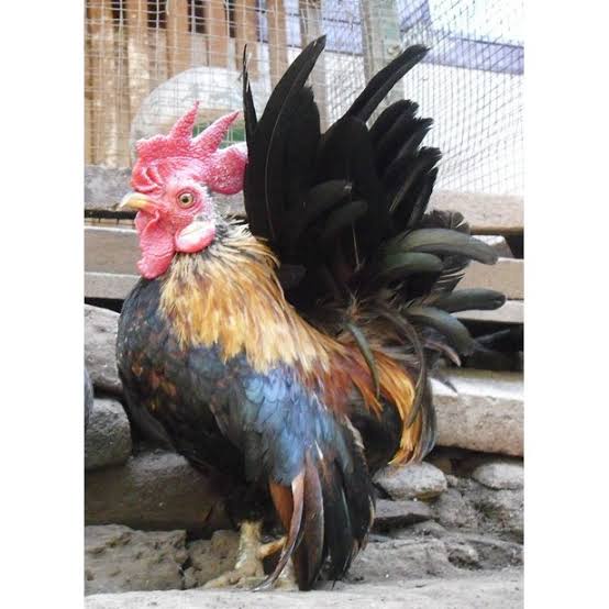 

TELUR AYAM HIAS KATE LOKAL FERTIL ASLI UNTUK TERNAK