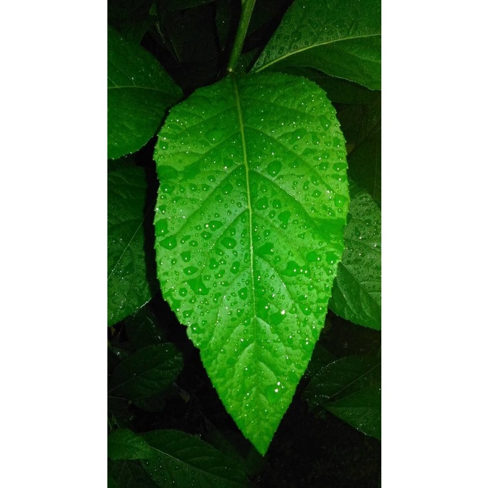 

qsps0s0 Daun Afrika Segar 250Gram (Obat Herbal) Gr040H