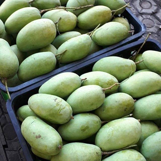 

Mangga Gajah / Mangga Budiraja Mengkal 1kg