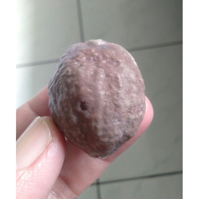 Kemiri Adu Muncang Adu Yanti Setan Bintang SB Ori Tua Jatohan