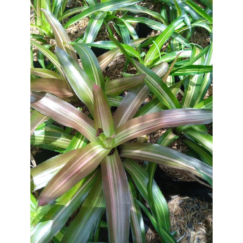 

bromeli tri colour