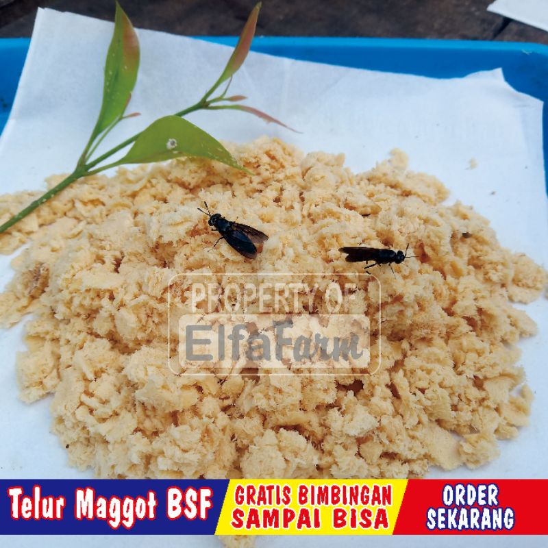 

telur bsf /10 gram