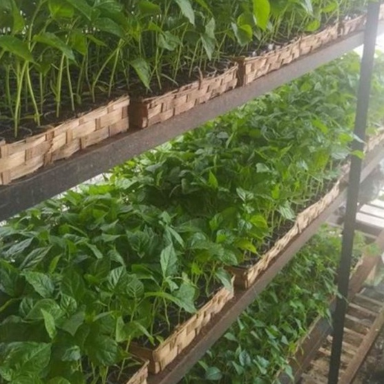 DIARY PETANI - Bibit Cabe Merah Keriting Siap Tanam