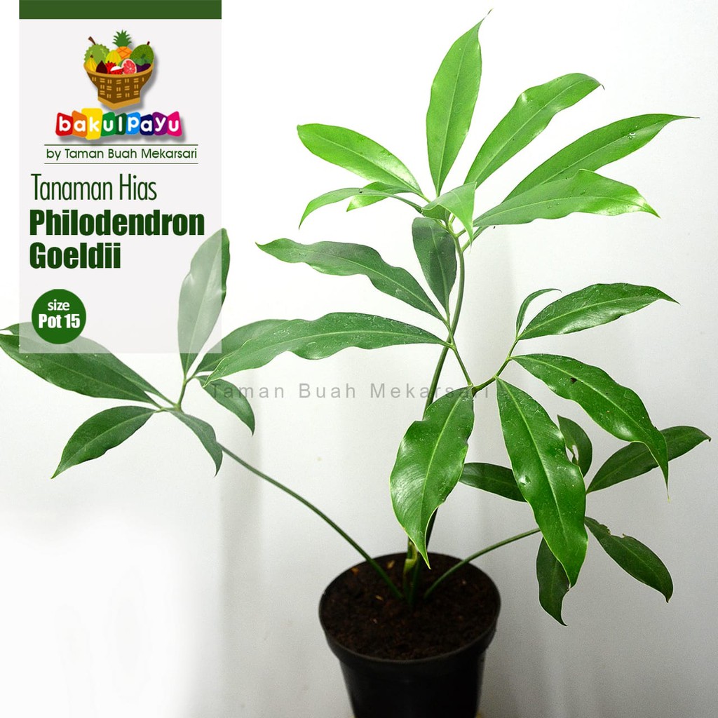 Tanaman Hias Philodendron Goeldii